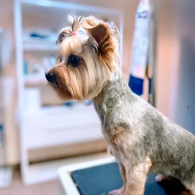 PiesOdNowa Salon Psiej Urody